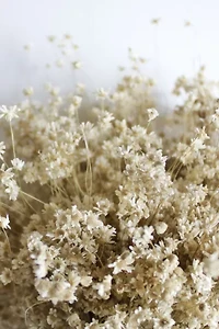 Roxanne's Dried Flowers Star Flowers