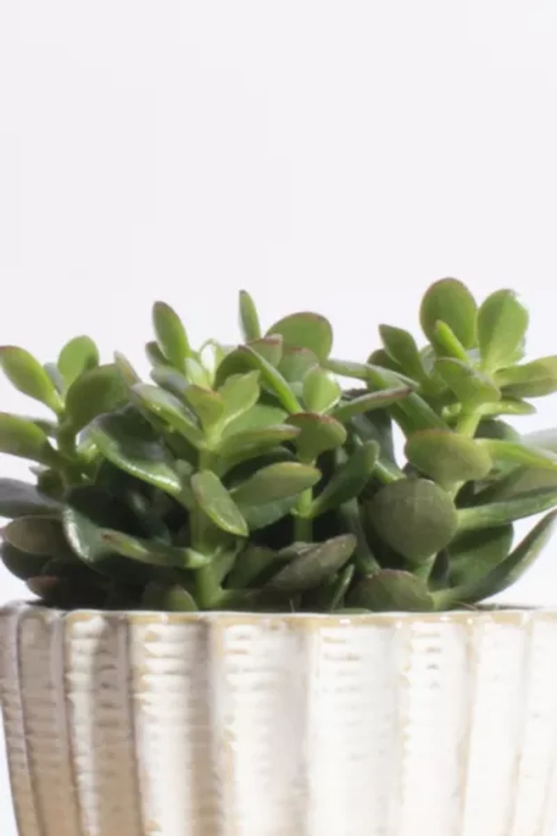 Home Botanicals Jade Succulent in Acorn Ceramic Planter