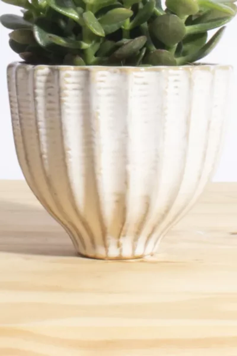Home Botanicals Jade Succulent in Acorn Ceramic Planter