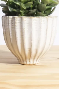 Home Botanicals Jade Succulent in Acorn Ceramic Planter