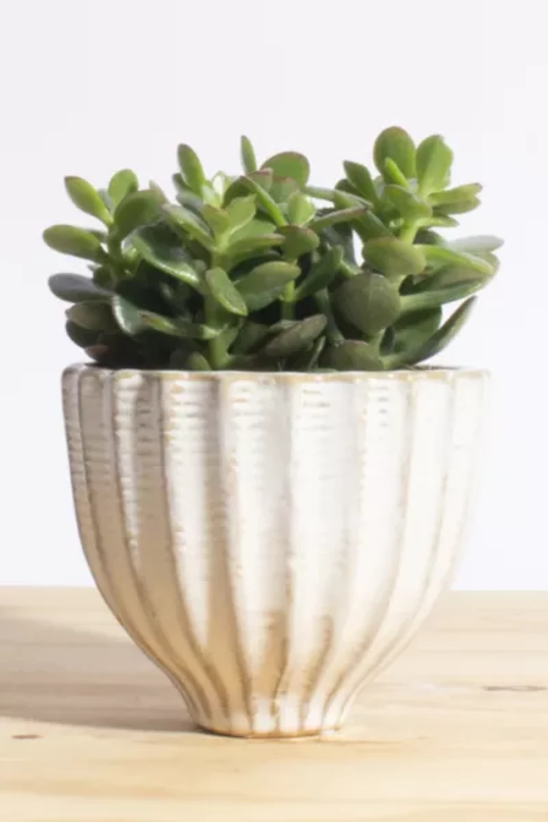 Home Botanicals Jade Succulent in Acorn Ceramic Planter