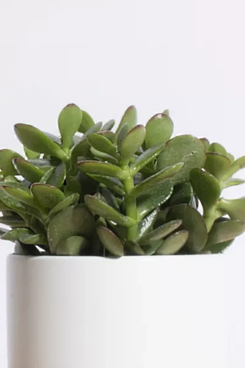 Home Botanicals Jade Succulent in White Cylinder Ceramic Planter