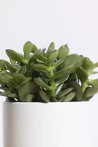 Home Botanicals Jade Succulent in White Cylinder Ceramic Planter