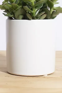 Home Botanicals Jade Succulent in White Cylinder Ceramic Planter