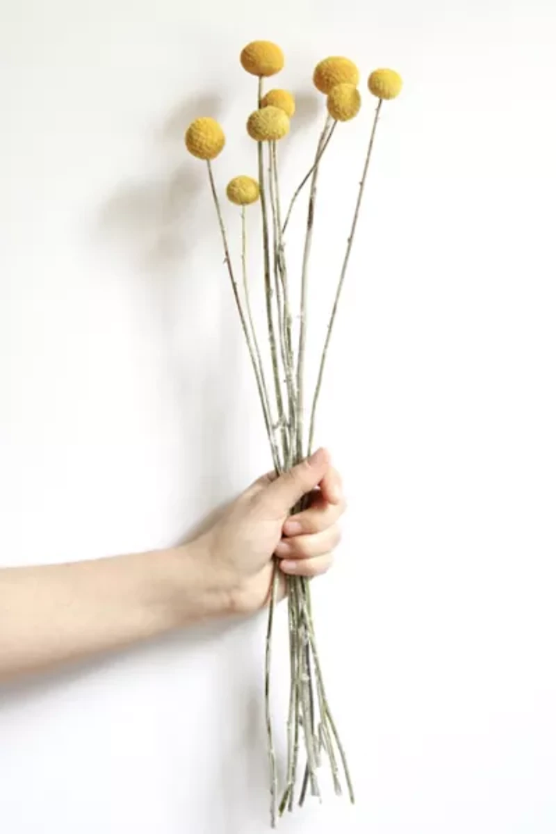 Roxanne's Dried Flowers Billy Buttons