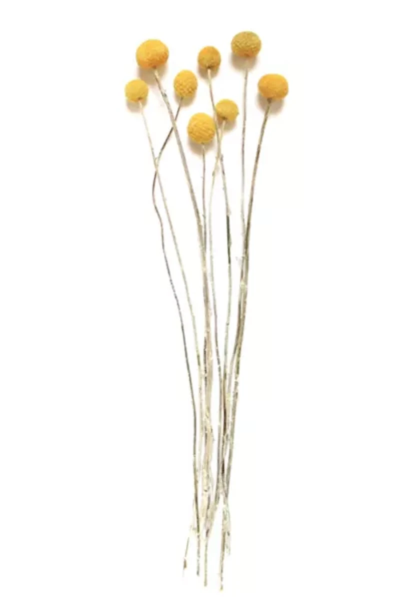 Roxanne's Dried Flowers Billy Buttons