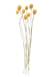 Roxanne's Dried Flowers Billy Buttons