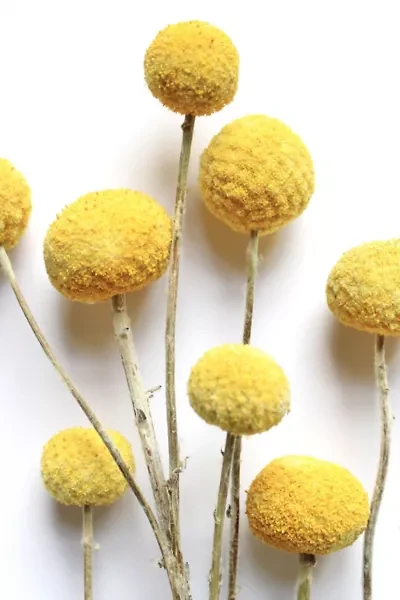 Roxanne's Dried Flowers Billy Buttons