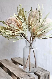 Roxanne's Dried Flowers Banksia Hookeriana
