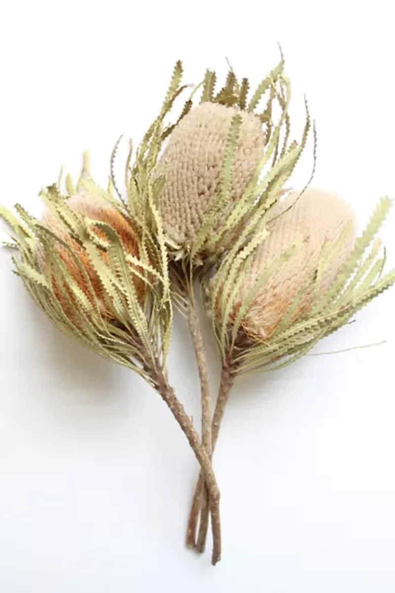 Roxanne's Dried Flowers Banksia Hookeriana