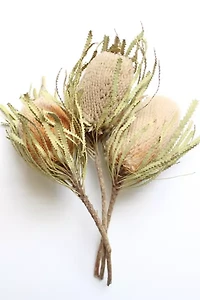 Roxanne's Dried Flowers Banksia Hookeriana
