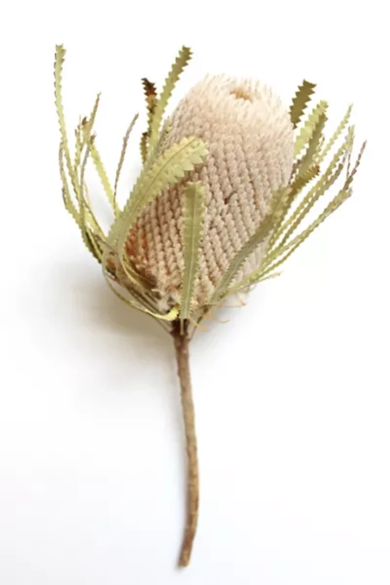 Roxanne's Dried Flowers Banksia Hookeriana