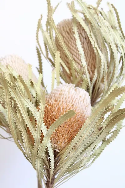 Roxanne's Dried Flowers Banksia Hookeriana