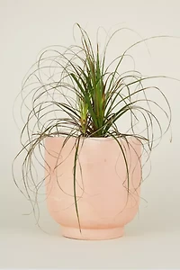 Hawkins New York Footed Terracotta Planter