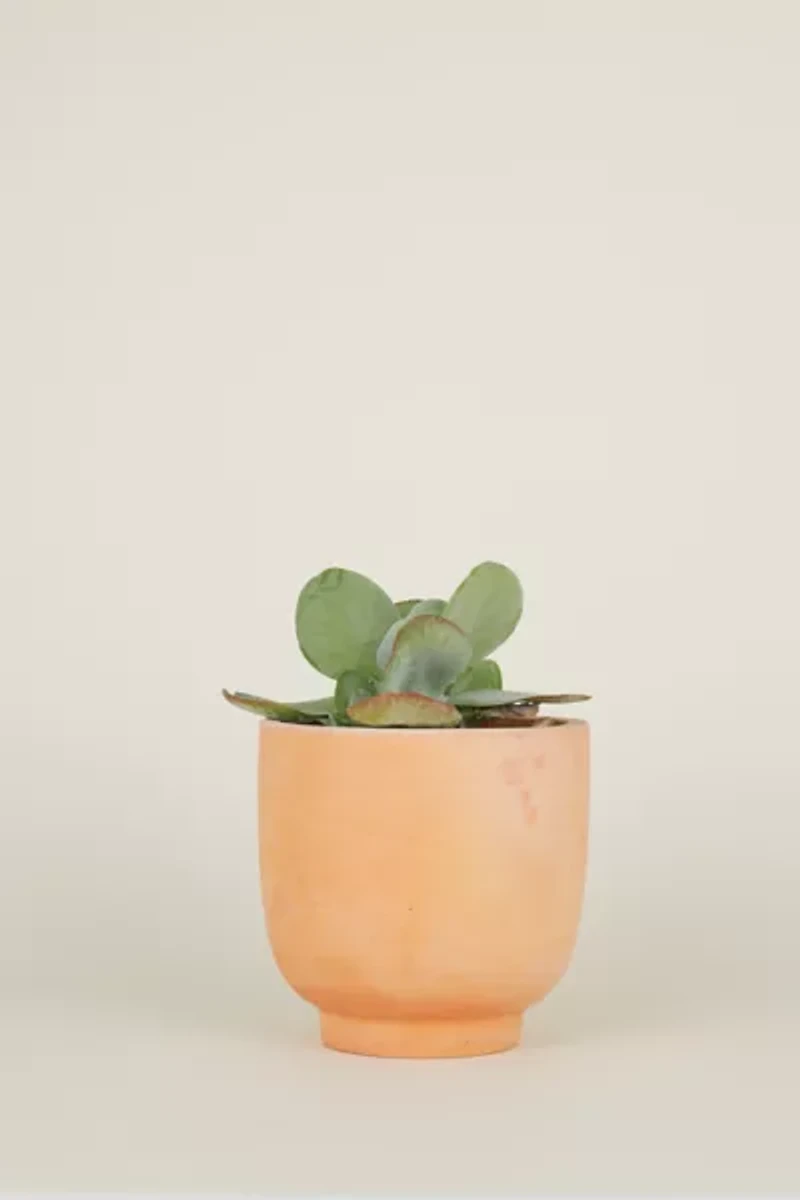 Hawkins New York Footed Terracotta Planter