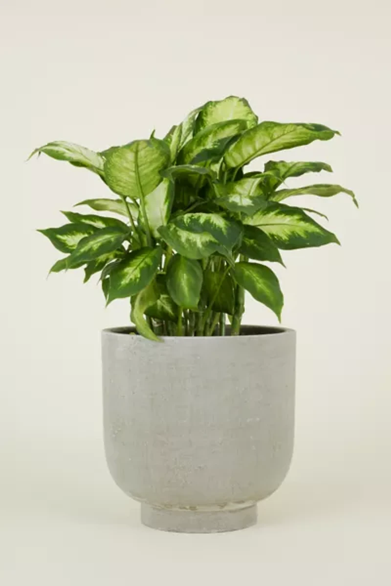 Hawkins New York Footed Fiber Cement Planter