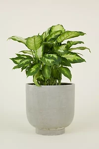 Hawkins New York Footed Fiber Cement Planter