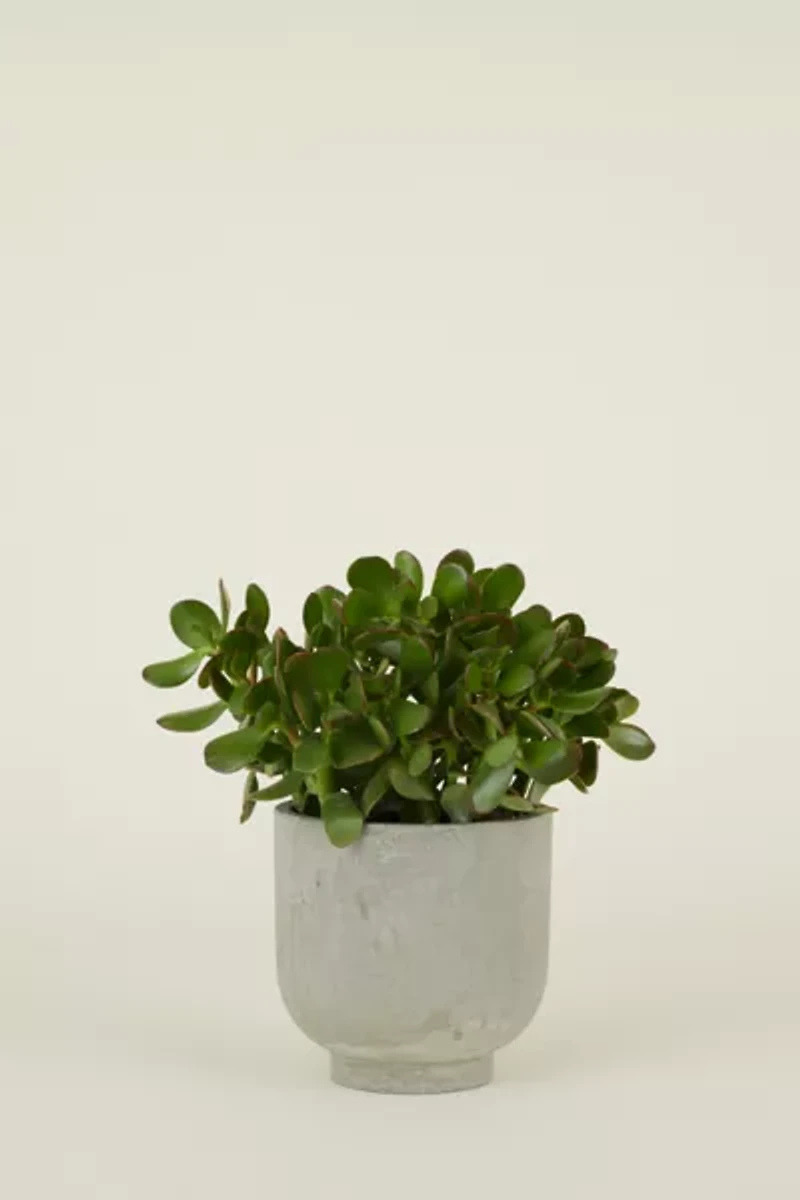 Hawkins New York Footed Fiber Cement Planter