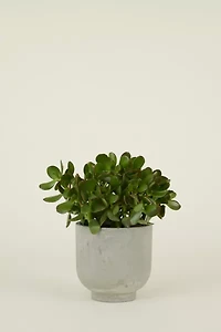 Hawkins New York Footed Fiber Cement Planter
