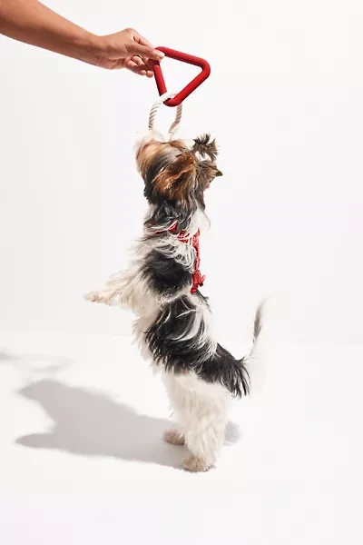 Wild One Triangle Tug Dog Toy