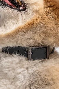 Wild One Dog Collar
