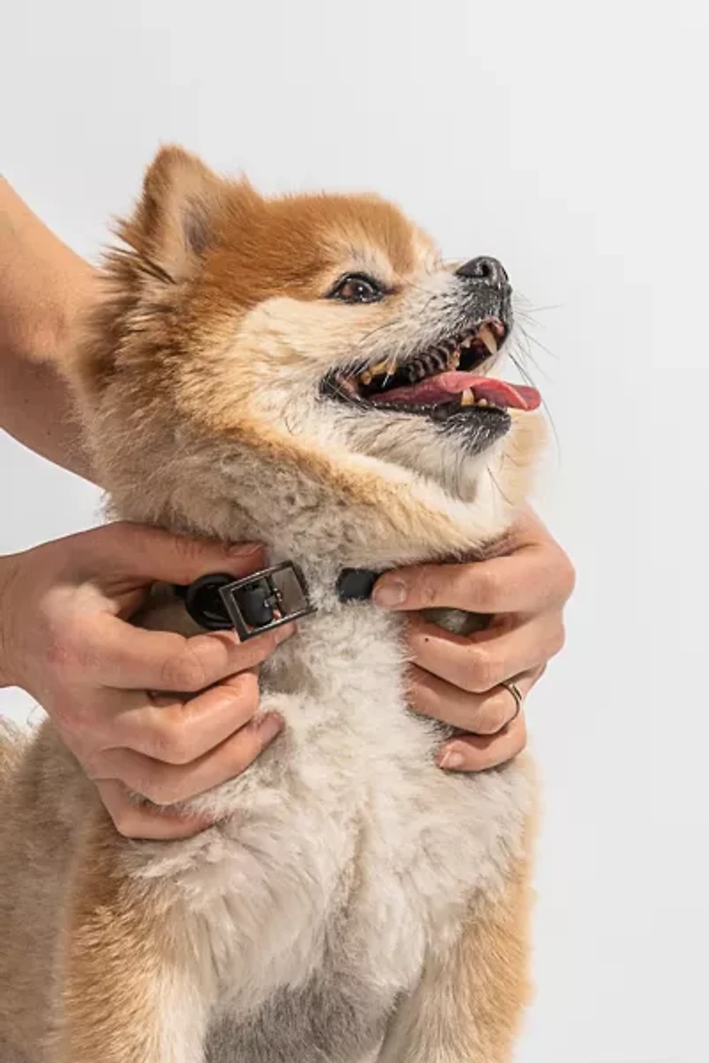 Wild One Dog Collar