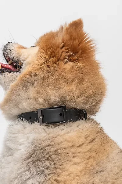 Wild One Dog Collar