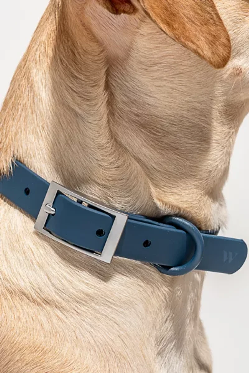 Wild One Dog Collar