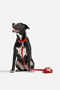Wild One Adjustable Dog Leash