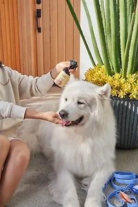 Wild One Cedar & Citrus Rinseless Dog Shampoo