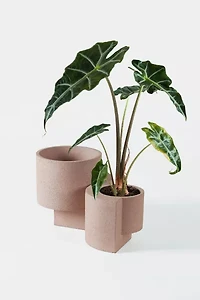 Tortuga Forma Concrete Terrazzo Planter - Set of 2