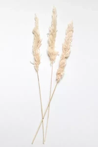 Roxanne’s Dried Flowers Pink Pampas Grass