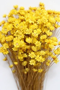 Roxanne’s Dried Flowers Yellow Star Flower