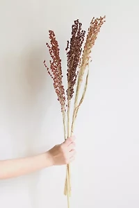Roxanne’s Dried Flowers Broom Corn
