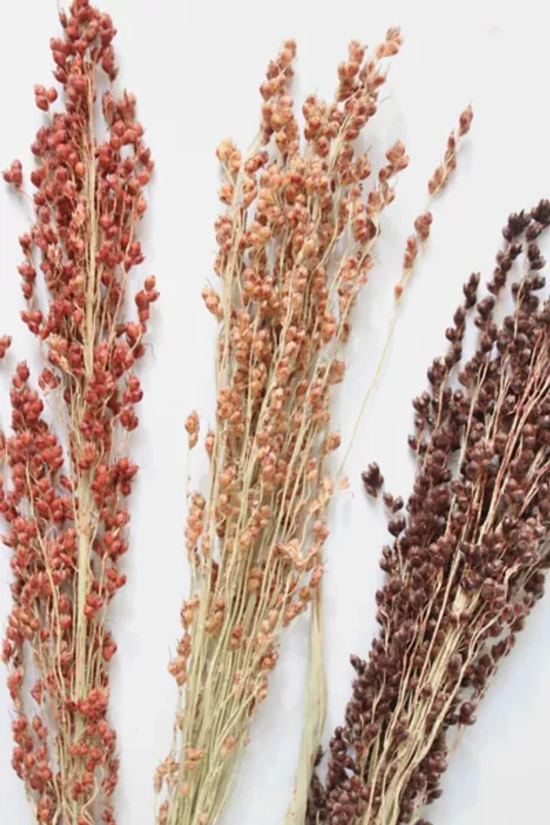 Roxanne’s Dried Flowers Broom Corn