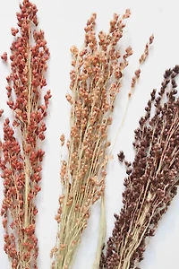 Roxanne’s Dried Flowers Broom Corn