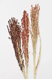 Roxanne’s Dried Flowers Broom Corn
