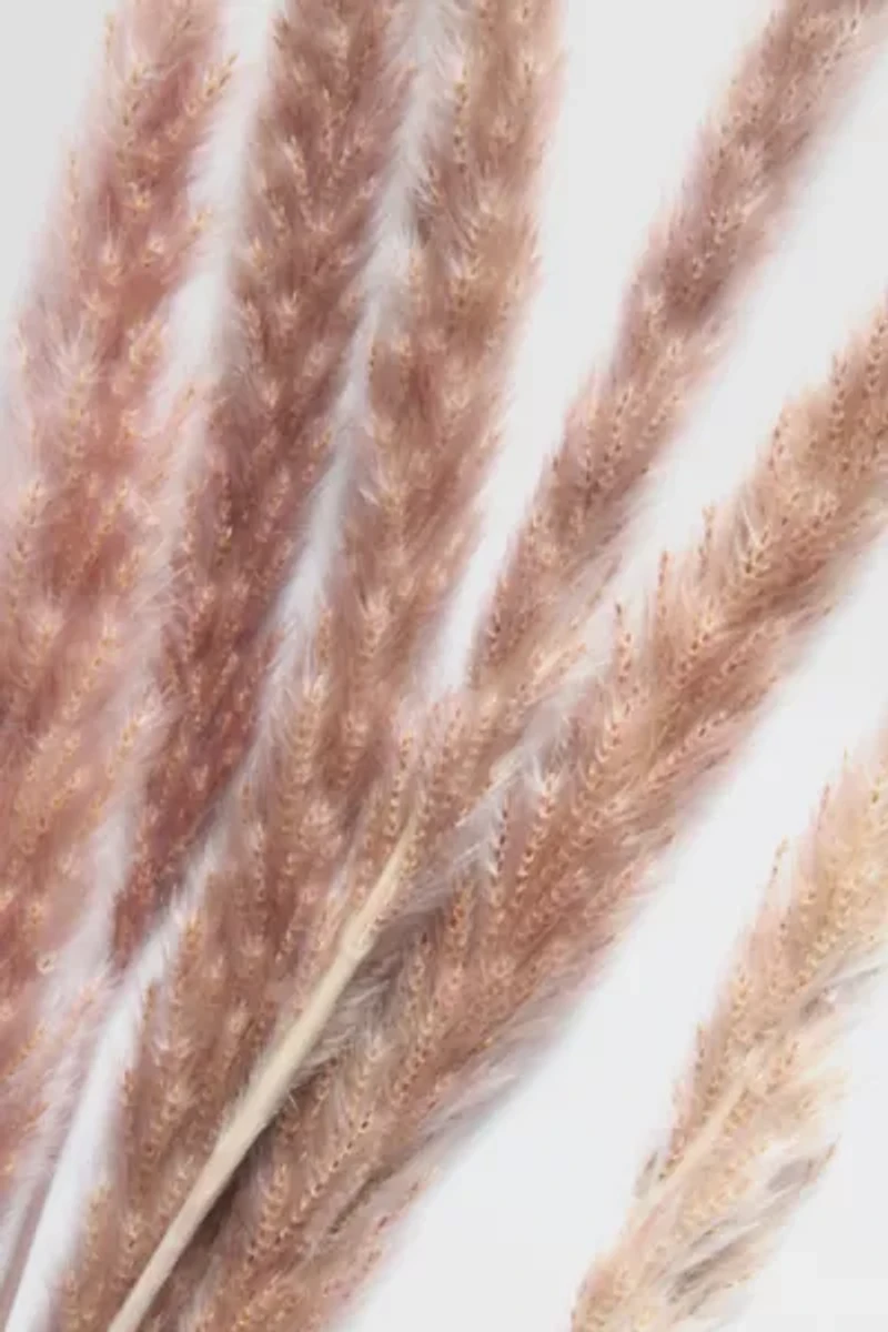 Roxanne’s Dried Flowers Pampas Grass