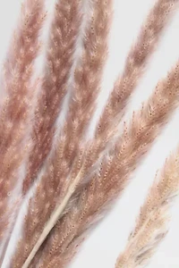 Roxanne’s Dried Flowers Pampas Grass