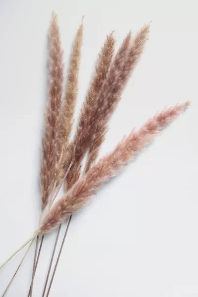 Roxanne’s Dried Flowers Pampas Grass