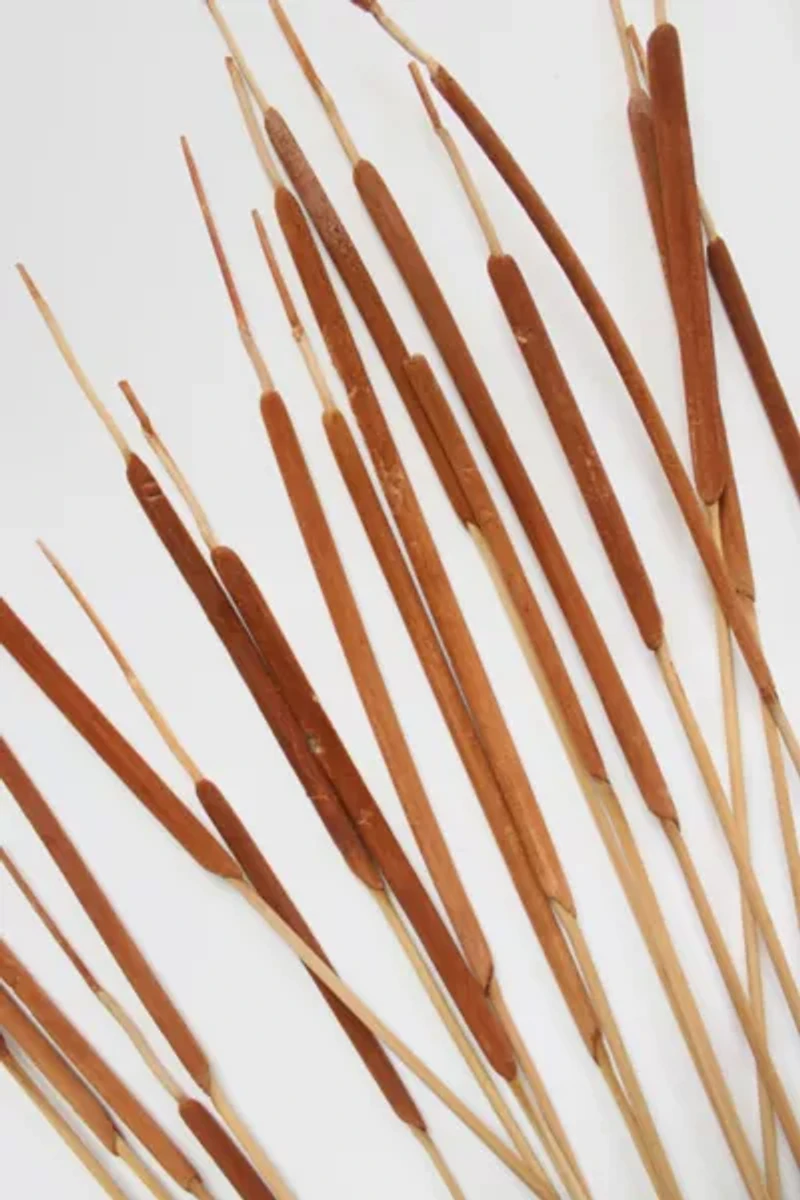 Roxanne’s Dried Flowers Pencil Cattails