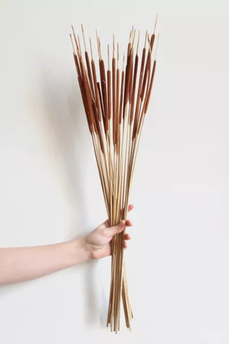 Roxanne’s Dried Flowers Pencil Cattails