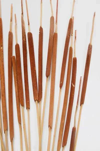 Roxanne’s Dried Flowers Pencil Cattails