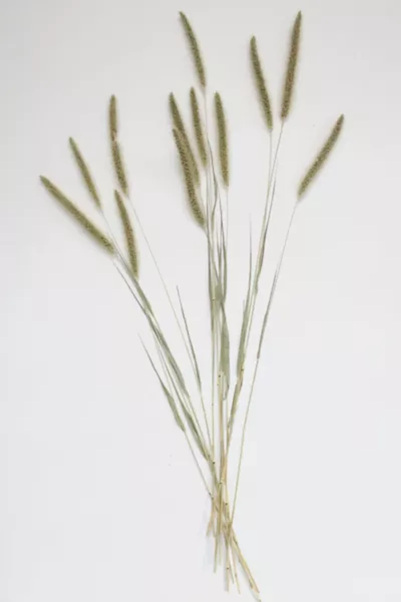 Roxanne’s Dried Flowers Setaria