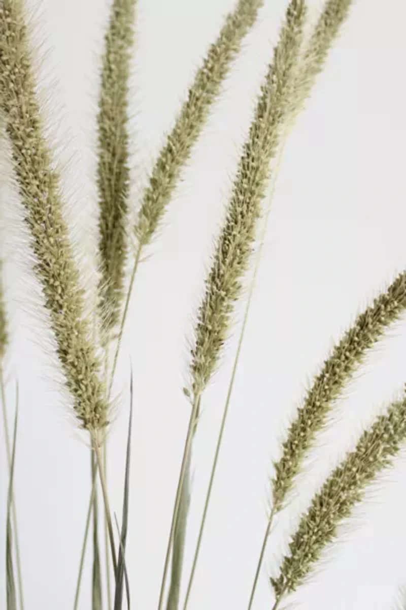 Roxanne’s Dried Flowers Setaria