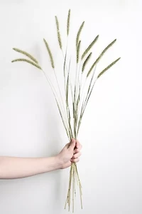 Roxanne’s Dried Flowers Setaria