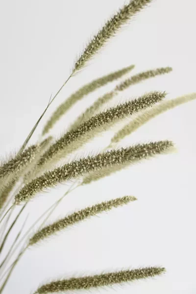 Roxanne’s Dried Flowers Setaria