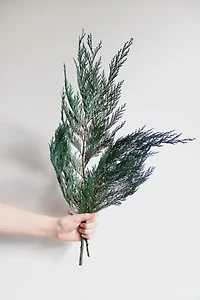 Roxanne’s Dried Flowers Cedar