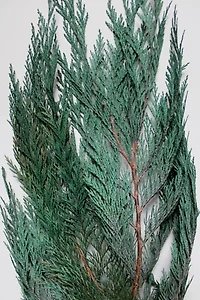 Roxanne’s Dried Flowers Cedar
