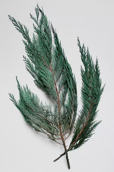 Roxanne’s Dried Flowers Cedar